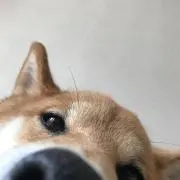 ゆうき