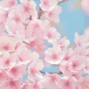 ももの画像