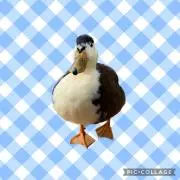 ピュア吉の画像