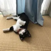 きららの画像