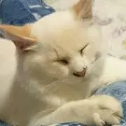 カリン