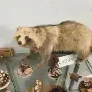 リオコノハウス