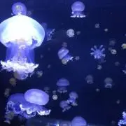 えびつなの画像