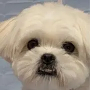 だいちゃんの画像