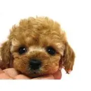 chicoの画像