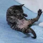 べーやん