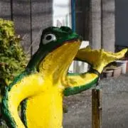 ぱっきーの画像