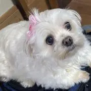 PiPi.の画像