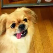 ちび☆の画像