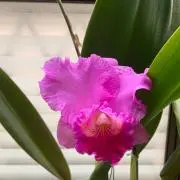 こてつ