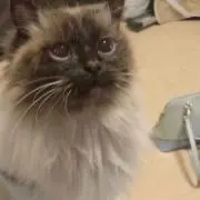 れい