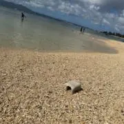 激安ちゃんの画像