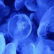 nasuの画像