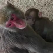 ボンさん