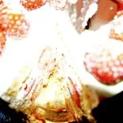 ケーキ食べたいの画像