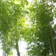 のぶこ