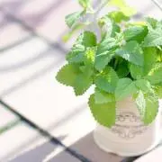piemonte mintの画像