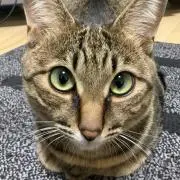カエルの画像