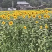 ちゃちゃの画像