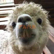 庭鳥の画像