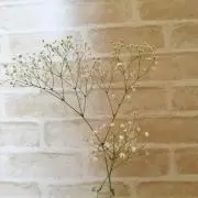 よう