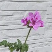 あっこちんの画像