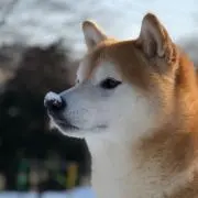 ★ばくさん★の画像
