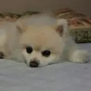 SZM