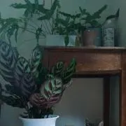 mieの画像