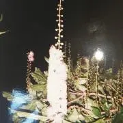 アーチー　〜上がり花〜