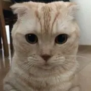 MINの画像
