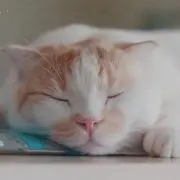 みかんの画像