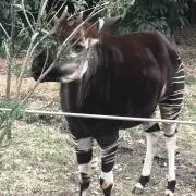 okapi☆