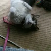 セレティーヌ
