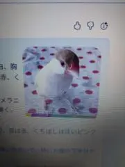 シナモンの画像