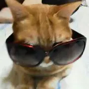 あめんぼ