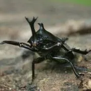 カブトムシ