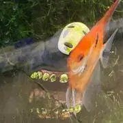 ちょろきゅー