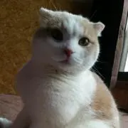 ヘロロ