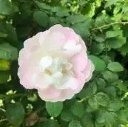あろの画像