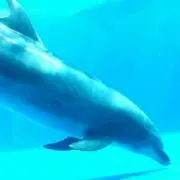 ちい