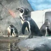 まさ