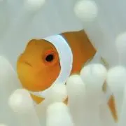 きくやの画像