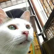 ばむの画像