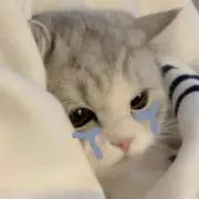 ななの画像