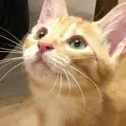 ともりんこ