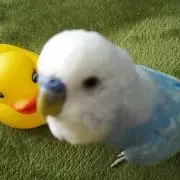 ぴよっこ(・8・)
