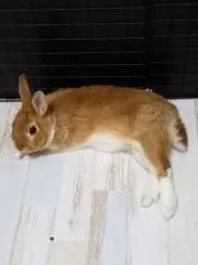おん太の画像