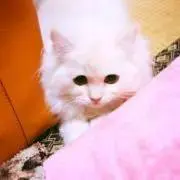 moi ❁の画像