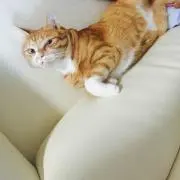 かしましめし